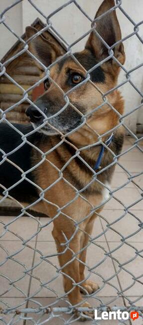 Ducat wyjątkowy piesek dla wyjątkowego ludka Sylwia Wa