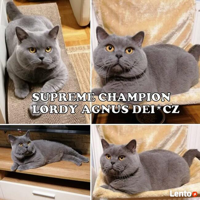 Kot brytyjski z prawdziwym rodowodem FPL/FIFe