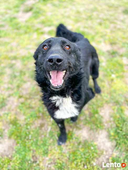 Oxan z Ukrainy - przyjazny amator długich spacerów