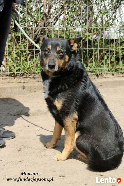 Monsun - przyjacielski psiak