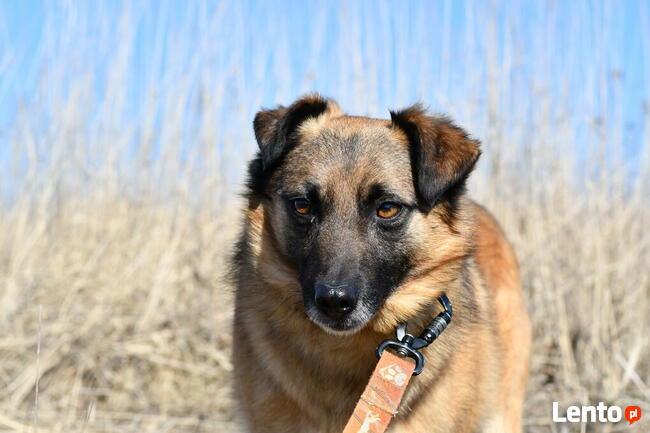 Pikuś ok 2/3 let. psiak czeka na swojego człowieka Iwona we