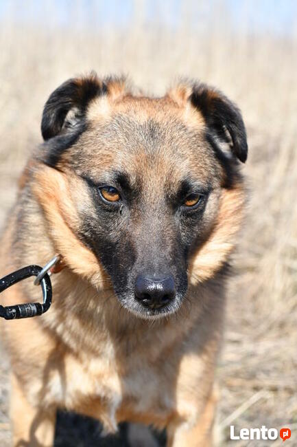 Pikuś ok 2/3 let. psiak czeka na swojego człowieka Iwona we