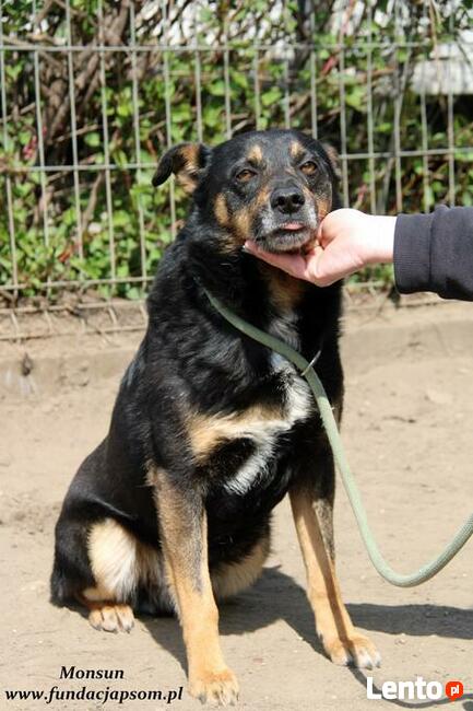 Monsun - przyjacielski psiak