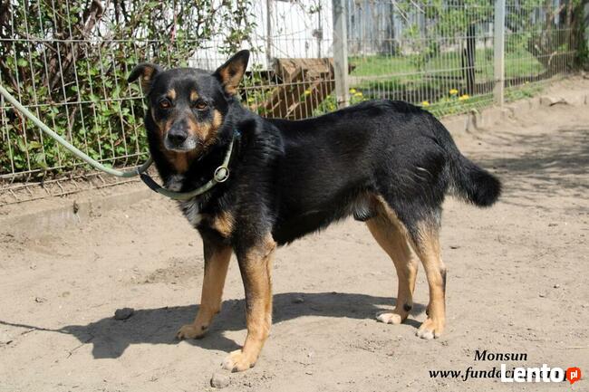 Monsun - przyjacielski psiak