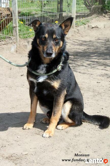 Monsun - przyjacielski psiak
