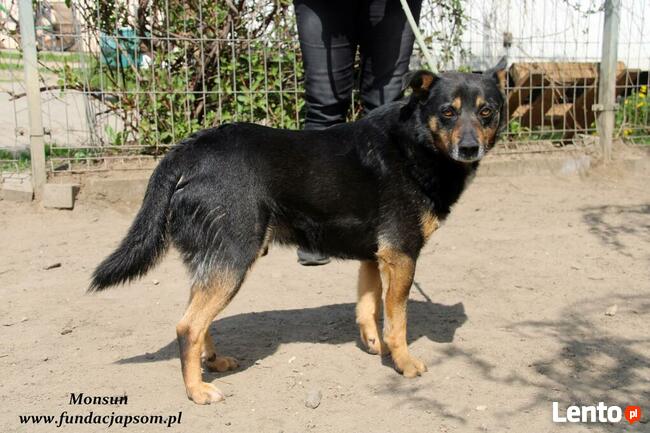 Monsun - przyjacielski psiak
