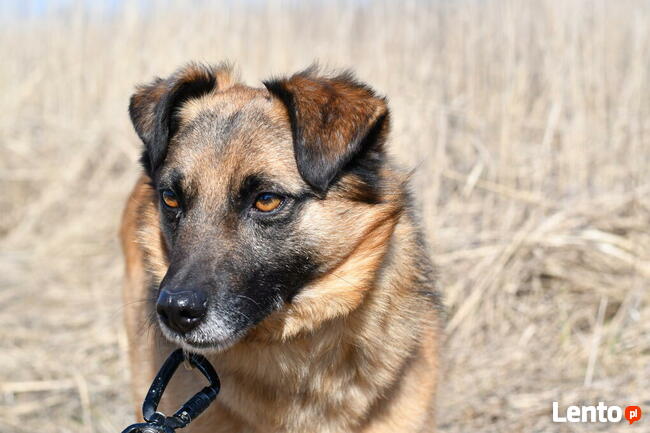 Pikuś ok 2/3 let. psiak czeka na swojego człowieka Iwona we