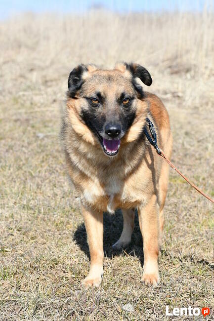 Pikuś ok 2/3 let. psiak czeka na swojego człowieka Iwona we