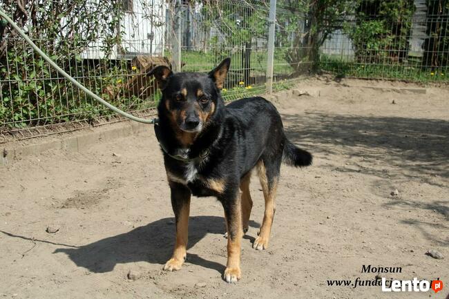 Monsun - przyjacielski psiak