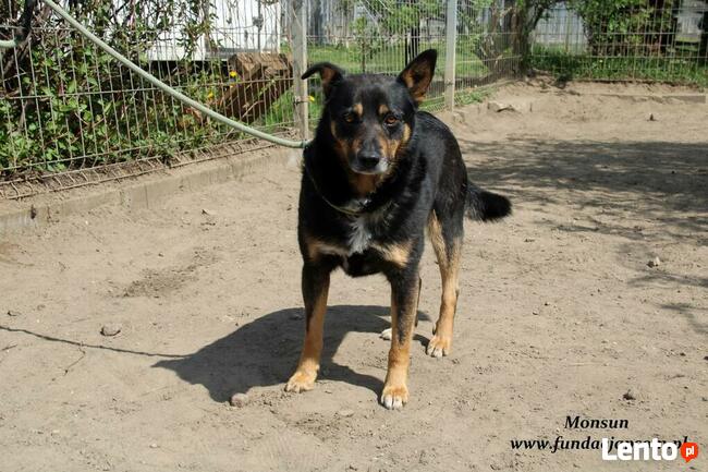 Monsun - przyjacielski psiak