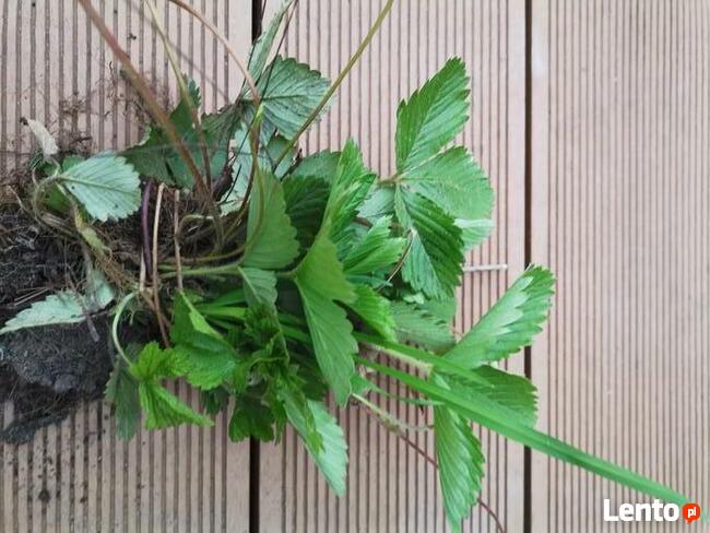 Sadzonki Poziomki rozłogowej, bardzo smaczne owoce.