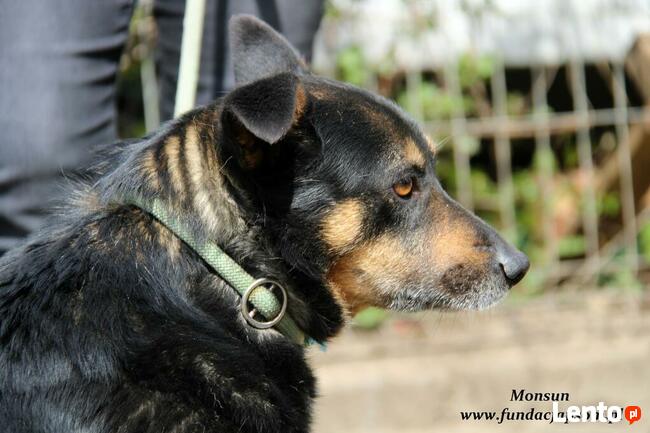 Monsun - przyjacielski psiak