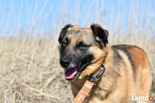 Pikuś ok 2/3 let. psiak czeka na swojego człowieka Iwona we