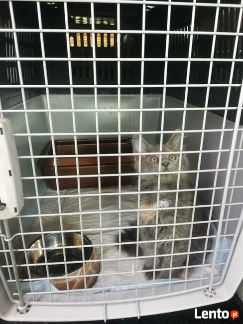 TAXI DLA ZWIERZĄT Tel 733 791 005