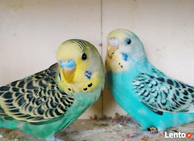 Papugi Rozelle nimfy faliste zeberki ryzowce mewki