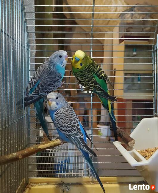 Papugi Rozelle nimfy faliste zeberki ryzowce mewki