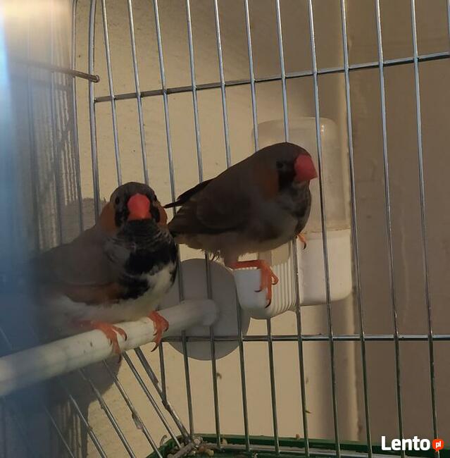 Papugi Rozelle nimfy faliste zeberki ryzowce mewki