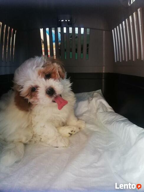 TAXI DLA ZWIERZĄT Tel 733 791 005