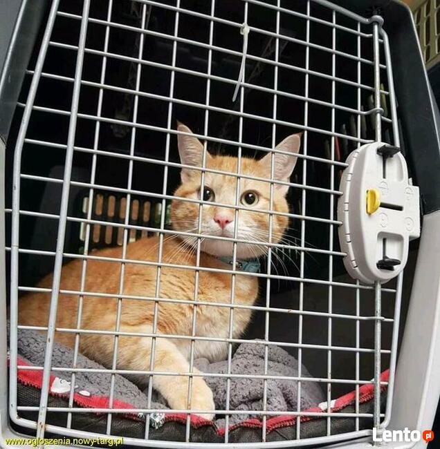 TAXI DLA ZWIERZĄT Tel 733 791 005