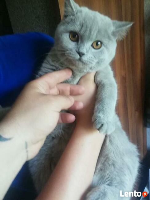 TAXI DLA ZWIERZĄT Tel 733 791 005