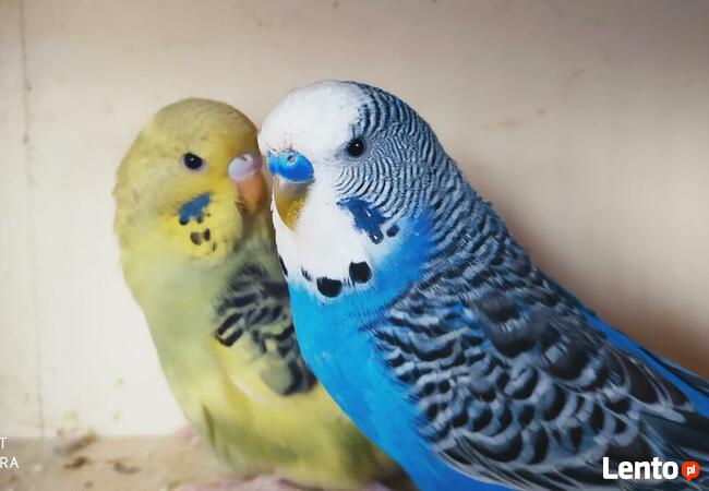 Papugi Rozelle nimfy faliste zeberki ryzowce mewki