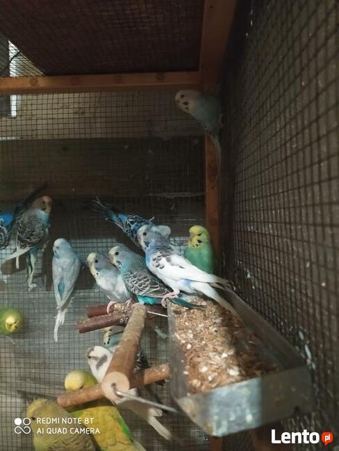 Papugi Rozelle nimfy faliste zeberki ryzowce mewki