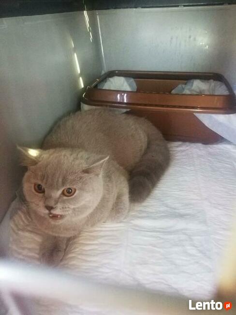 TAXI DLA ZWIERZĄT Tel 733 791 005