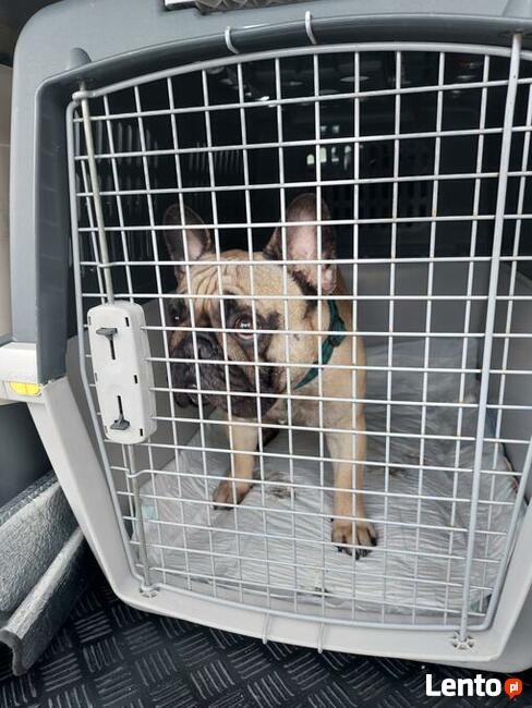 TAXI DLA ZWIERZĄT Tel 733 791 005