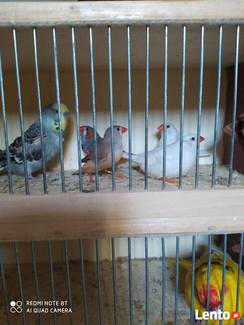 Papugi Rozelle nimfy faliste zeberki ryzowce mewki