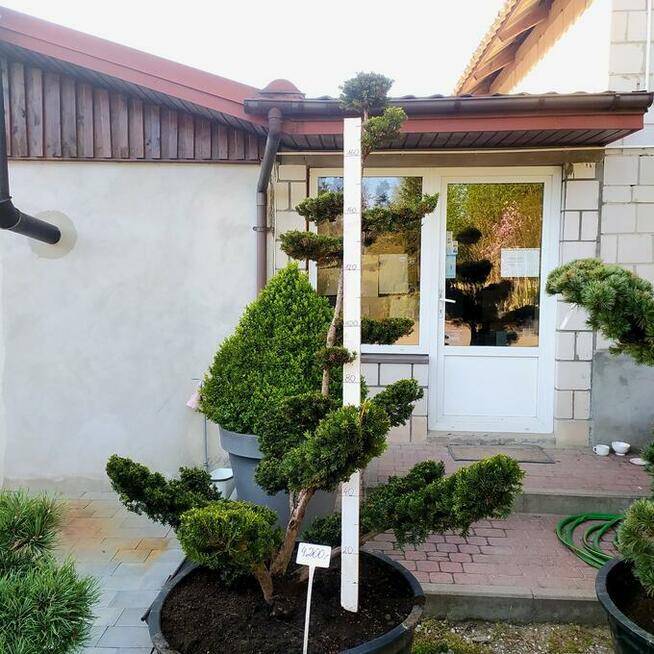 Taxus Bonsai - Cis Bonsai Niwaki