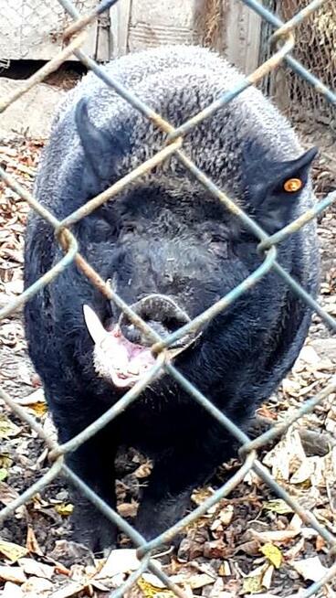BIESZCZADY nowe luksusowe caloroczne domki z mini ZOO