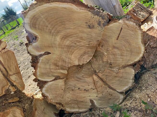 Drzewo na stoły, ławy loftowe