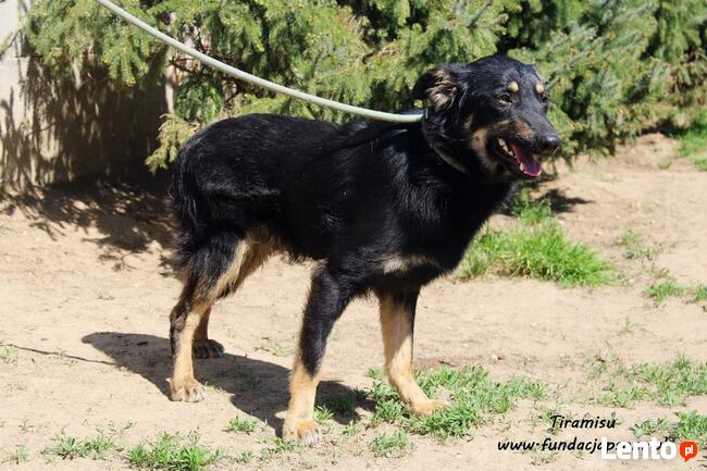 Tiramisu - żywiołowy chłopak
