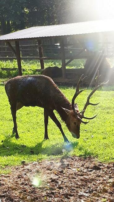 BIESZCZADY nowe luksusowe caloroczne domki z mini ZOO