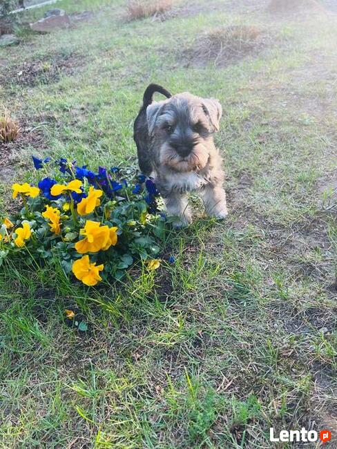 Sznaucer miniaturowy pieprz i sól