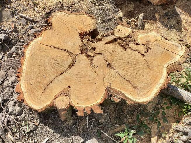 Drzewo na stoły, ławy loftowe