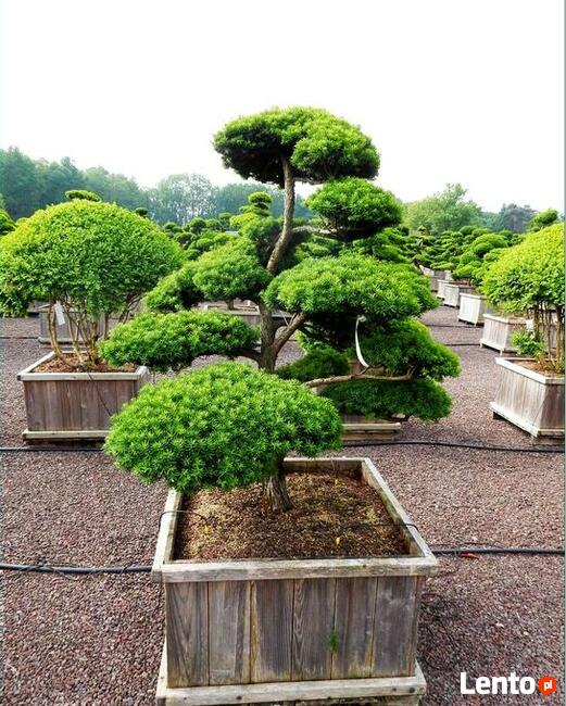 Taxus Bonsai - Cis Bonsai Niwaki