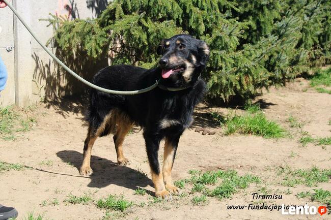 Tiramisu - żywiołowy chłopak