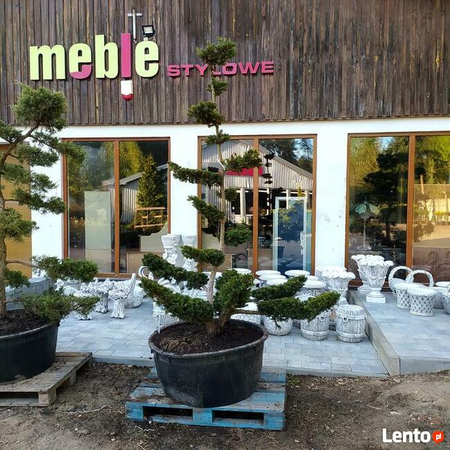 Taxus Bonsai - Cis Bonsai Niwaki