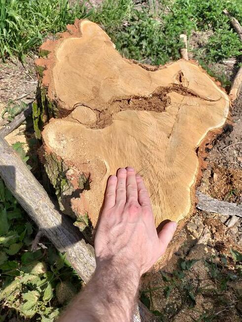 Drzewo na stoły, ławy loftowe