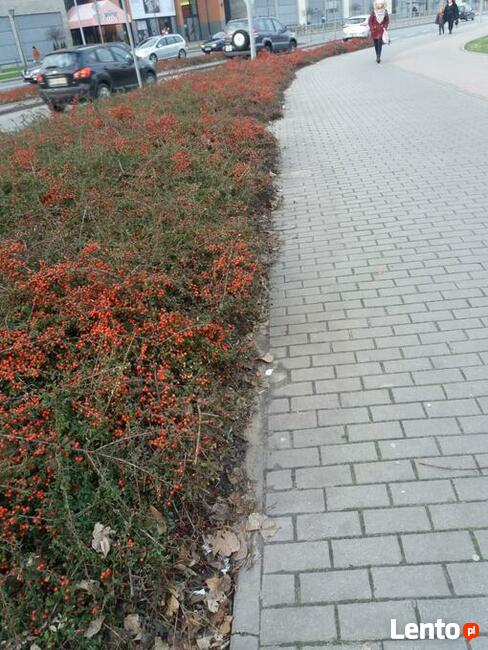 Praca przy pieleniu krzewów!