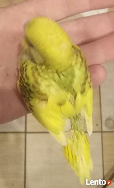 Papużki faliste; Papugi; Papuga