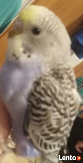 Papużki faliste; Papugi; Papuga