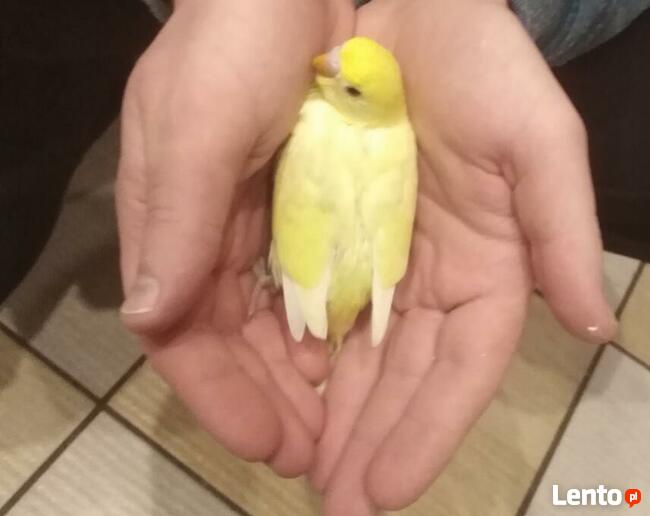 Papużki faliste; Papugi; Papuga