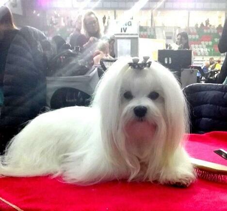 Maltańczyk szczenięta FCI