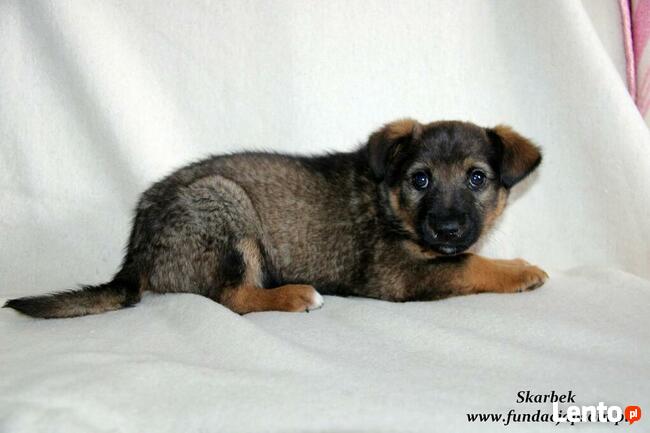 Skarbek - uroczy brzdąc