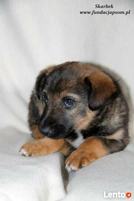 Skarbek - uroczy brzdąc