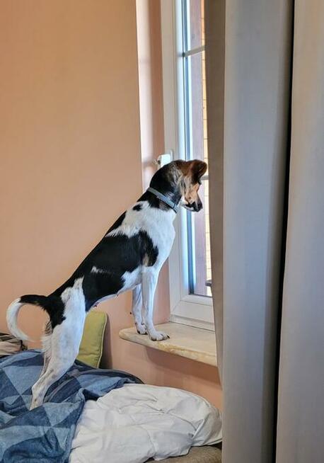 Nina- szukamy domu i ludzi aktywnych