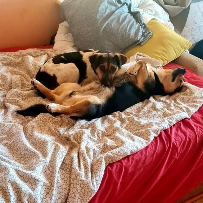 Nina- szukamy domu i ludzi aktywnych