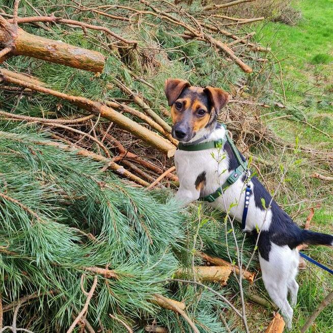 Nina- szukamy domu i ludzi aktywnych